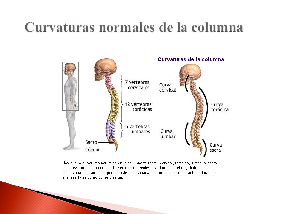 Los síndromes de la osteocondrosis de la columna vertebral